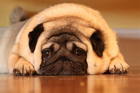  With overweight Pugs you do the exact opposite but mix more exercise into their daily routines as well